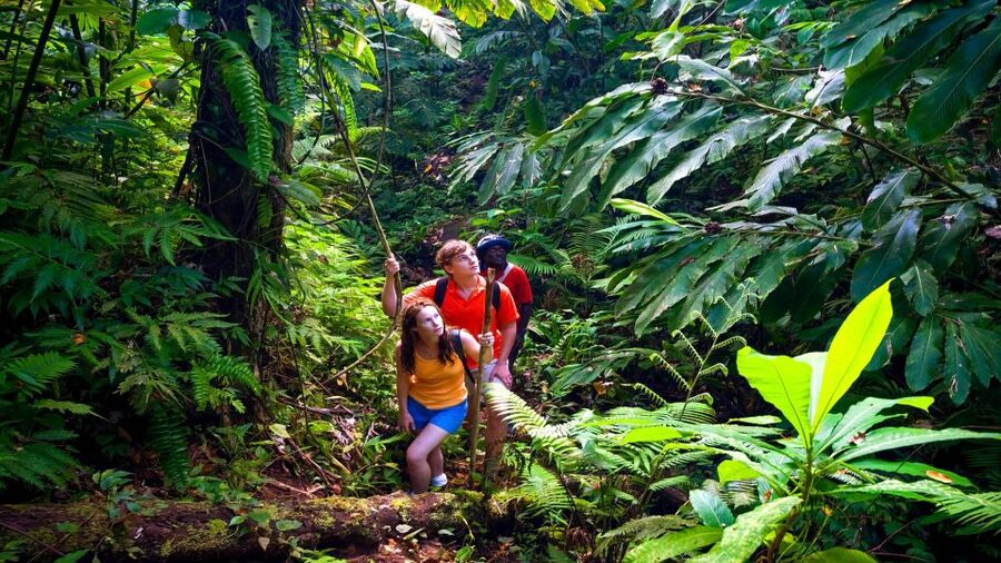 Waterfall, Chocolate Tour, Rainforest, Royal Historical - The waterfall: scenic, but keep expectations realistic