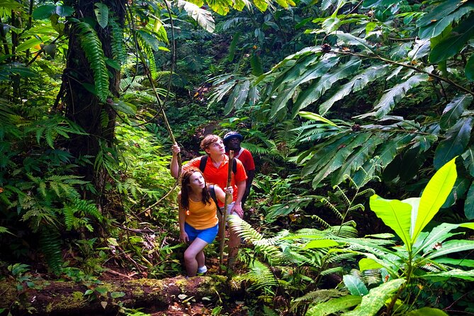 Waterfall, Rainforest, Chocolate Tour & Historical Sites - Who will enjoy Kings Gardens most