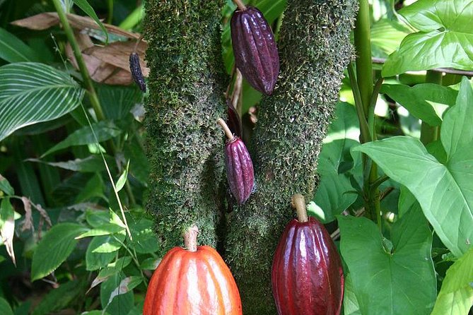 Waterfall, Rainforest, Chocolate Tour & Historical Sites - Is $147.99 per person a fair price?