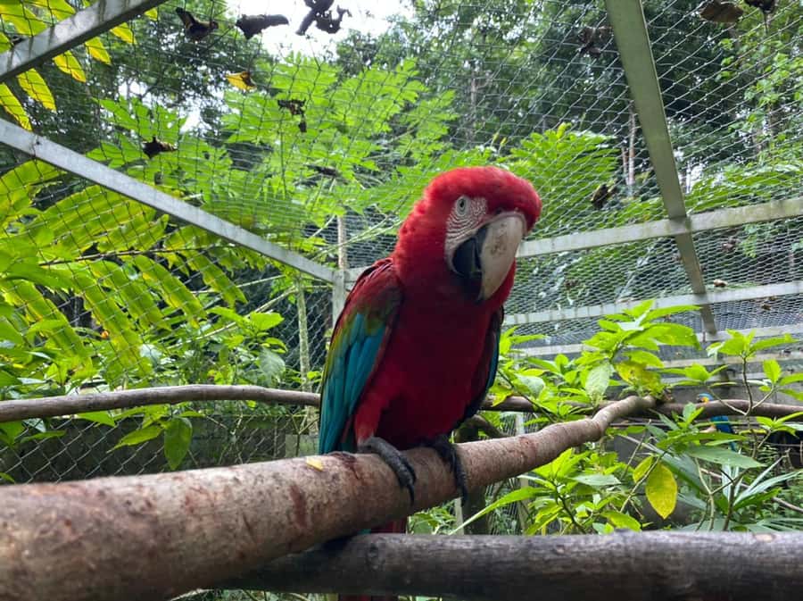 Waterfalls, Animal Reserve and Chocolate: Mango Passage - Key points to know before booking