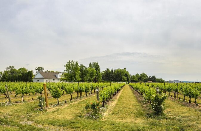 Wine, Cheese, Chocolate 6 Hour Tasting Tour with Lunch - Key details before you book