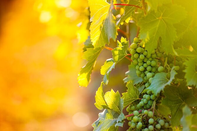 Wine, Cheese, Chocolate 6 Hour Tasting Tour with Lunch - A full day of Niagara wine, not just a tasting room