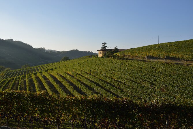 Wine & Chocolate Tour and Tasting in Alba area - The old cellar makes the tasting feel personal