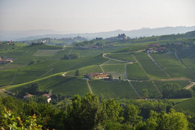 Wine & Chocolate Tour and Tasting in Alba area - Who will enjoy this Monforte dAlba stop most