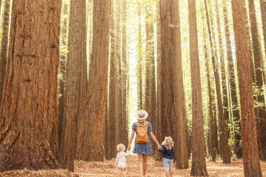 Yarra Valley | Redwoods, Wildlife, Wine, Chocolate - From Queen Victoria Market into the Yarra Valley