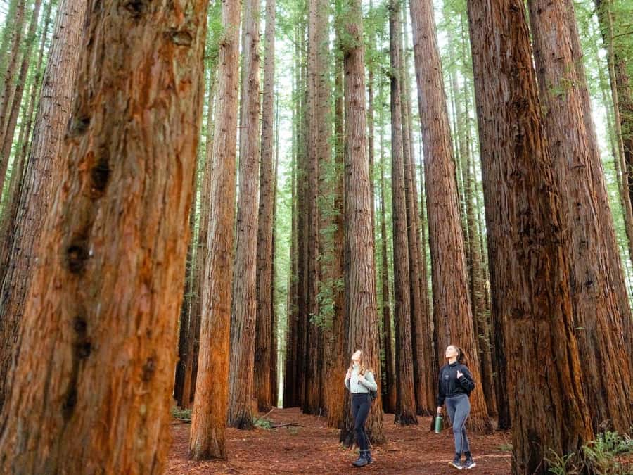 Yarra Valley | Redwoods, Wildlife, Wine, Chocolate - Healesville Sanctuary is the day’s main event