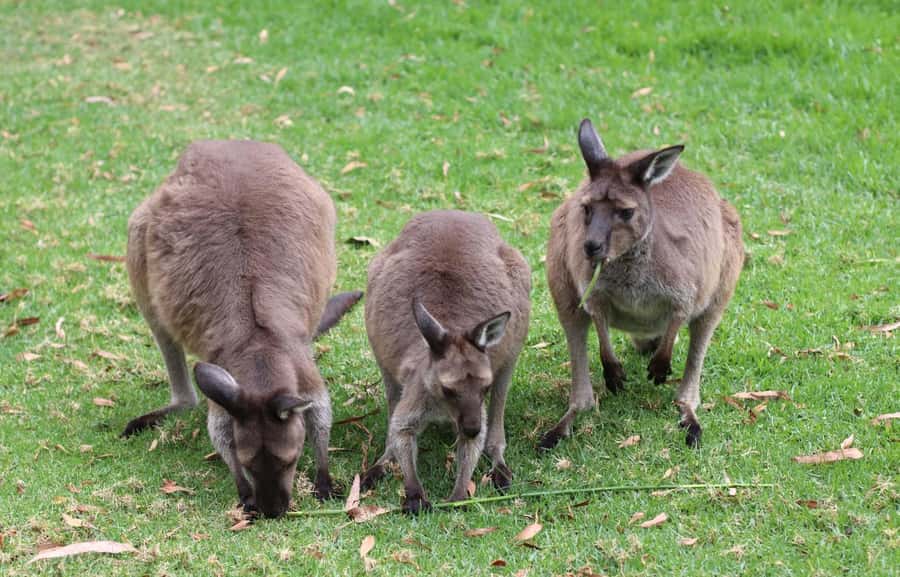 Yarra Valley | Redwoods, Wildlife, Wine, Chocolate - Who will enjoy this day most