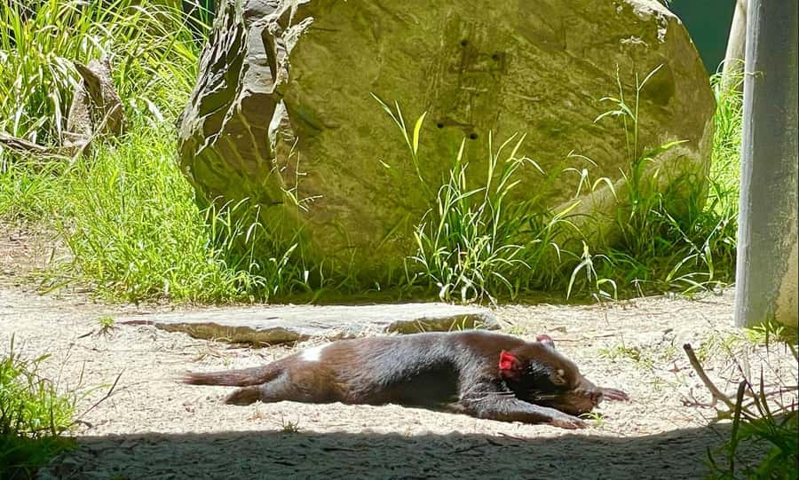 Yarra Valley | Redwoods, Wildlife, Wine, Chocolate - What to bring and what to expect