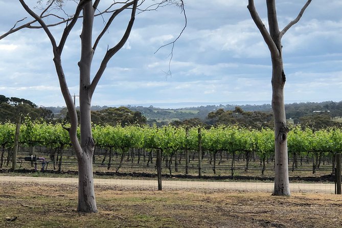 Yarra Valley Wine Tour inc lunch with a glass of wine, tastings and chocolate - Why this Yarra Valley day works well from Melbourne