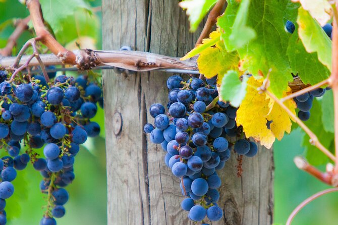 Yarra Valley Wine Tour inc lunch with a glass of wine, tastings and chocolate - Rochford Wines combines lunch and tasting
