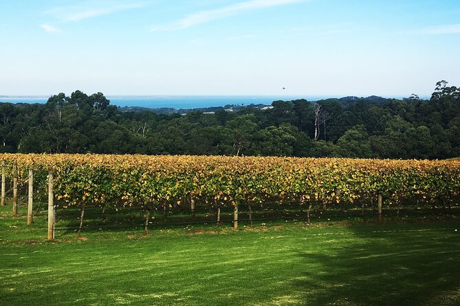Yarra Valley Wine Tour inc lunch with a glass of wine, tastings and chocolate - Chocolate closes the day on an easy note