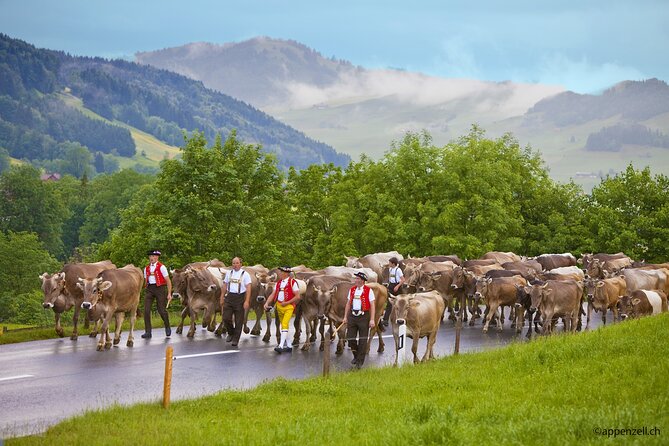 Zurich Open Top Bus, Chocolate and Cheese Factory Tour Appenzell - Is $125.66 a fair price?